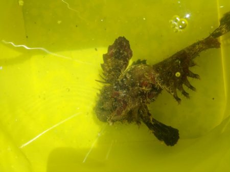 初投稿、シイラ1mバラシ70㎝ゲット